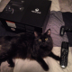 Illustration for article titled Look At These Dogs And Cats Confused By Xbox One